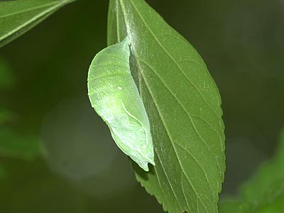 オオムラサキの蛹