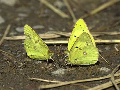 モンキチョウの吸水