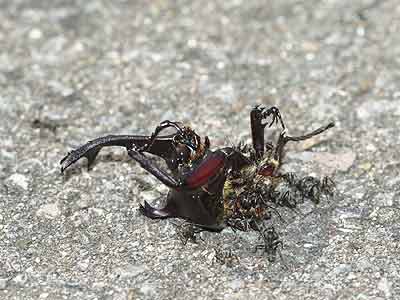 カブトムシの死骸