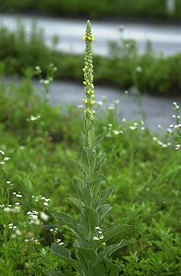 ビロードモウズイカの花