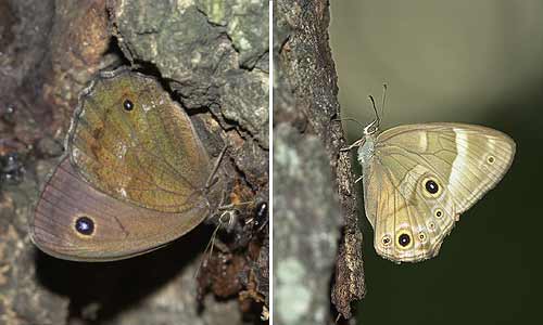 ジャノメチョウとヒカゲチョウ