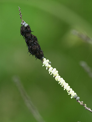 キバネツノトンボの孵化