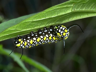 アサギマダラの幼虫