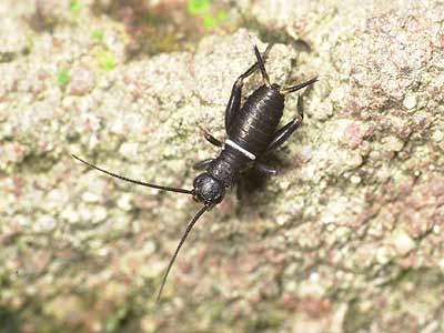 エンマコオロギの幼虫