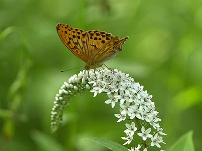 メスグロヒョウモン