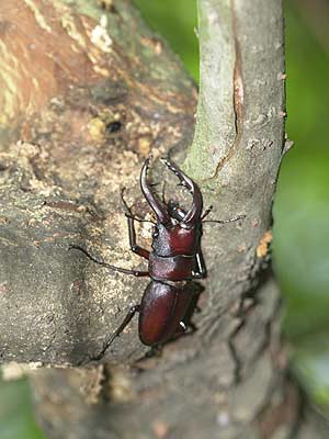 ノコギリクワガタ