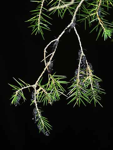 集団で休むルリジガバチ