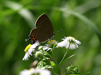 ミヤマカラスシジミ