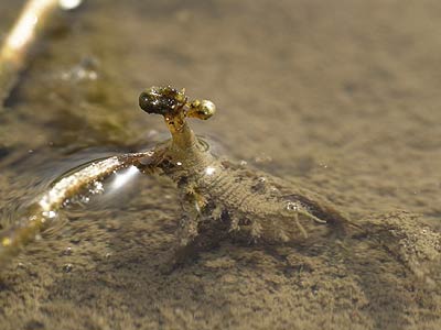 ヒメガムシの幼虫