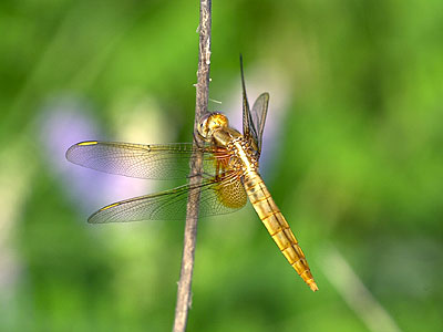 ショウジョウトンボ