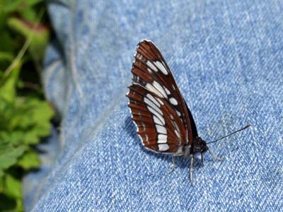 汗を吸うフタスジチョウ