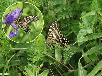 キアゲハの産卵
