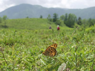 ツマグロヒョウモン