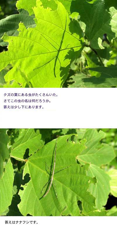 シルエットクイズ