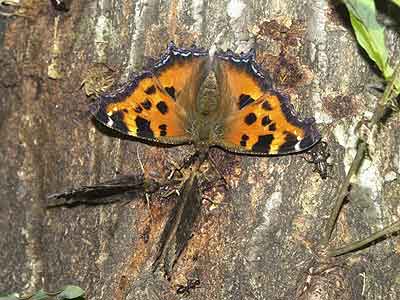 樹液に集まるヒオドシチョウ