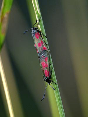 ベニモンマダラ