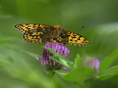 ギンボシヒョウモン