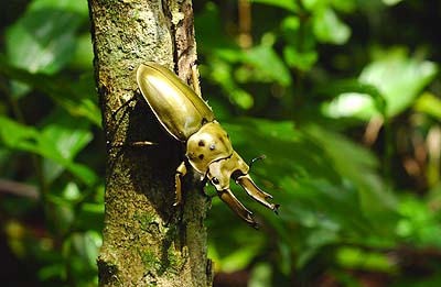 ニコンD!Xテストレポート（オウゴンオニクワガタ）