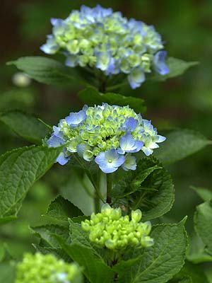 アトリエのアジサイ