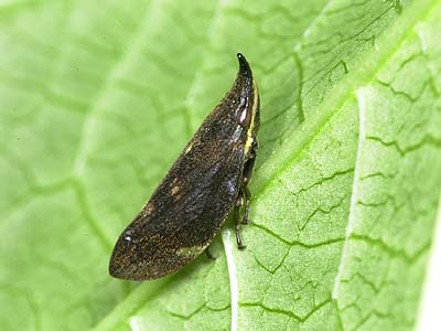 テングアワフキ