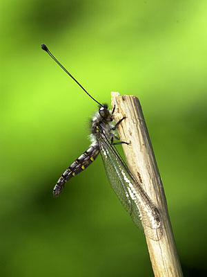 オオツノトンボ