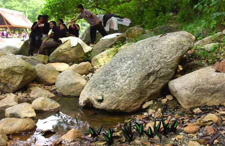 アカエリトリバネアゲハ