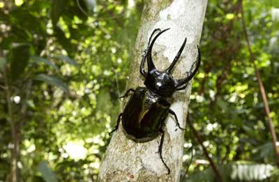 コーカサスオオカブト