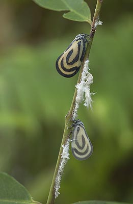 ハゴロモの一種