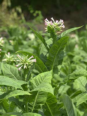 タバコの花
