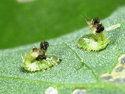 カメノコハムシの幼虫