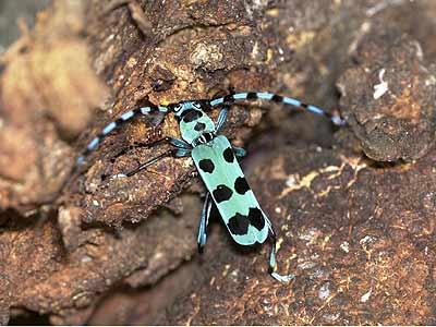 ルリボシカミキリ