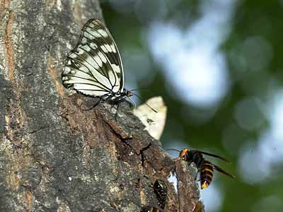 ゴマダラチョウ