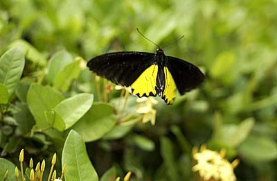 ヘレナキシタアゲハ