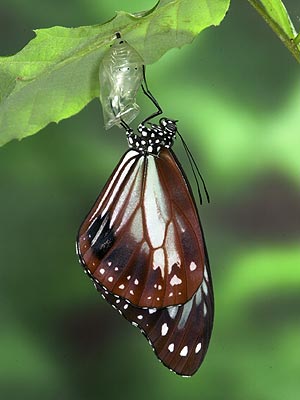 アサギマダラの羽化