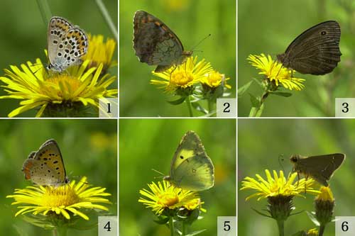 カセンソウで吸蜜するチョウたち