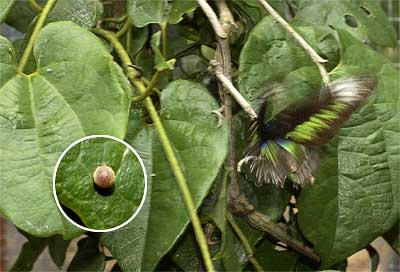 ペナンに住み着いたアカエリトリバネアゲハ