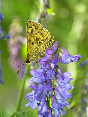 キマダラセセリ