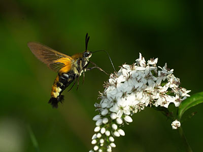 スキバホウジャク