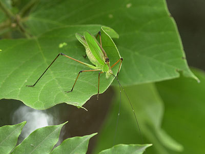 ホソクビツユムシ