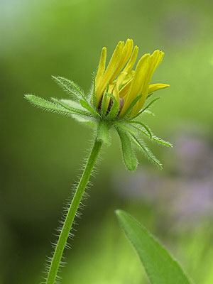 咲きかけのルドベキア