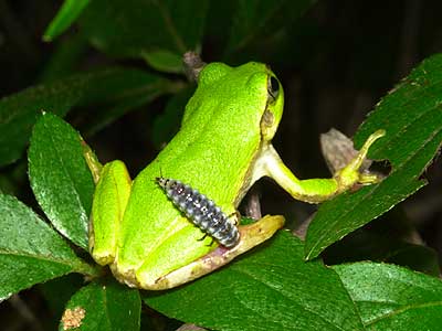 キベリアオゴミムシの幼虫