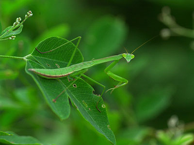 オオカマキリの幼虫