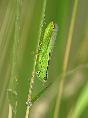 ハネナガイナゴ