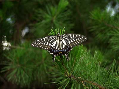 アゲハの寝場所