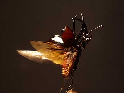 コーカサスオオカブトムシの飛翔