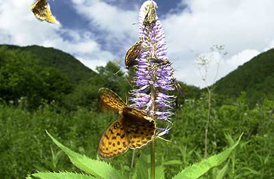 コヒョウモンとコヒョウモンモドキ