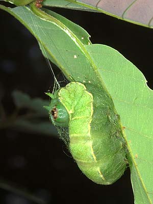 ウスタビガの繭づくり