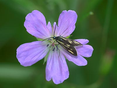 キスジホソマダラ