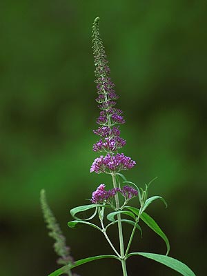 庭のブッドレア