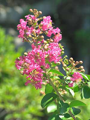 サルスベリの花